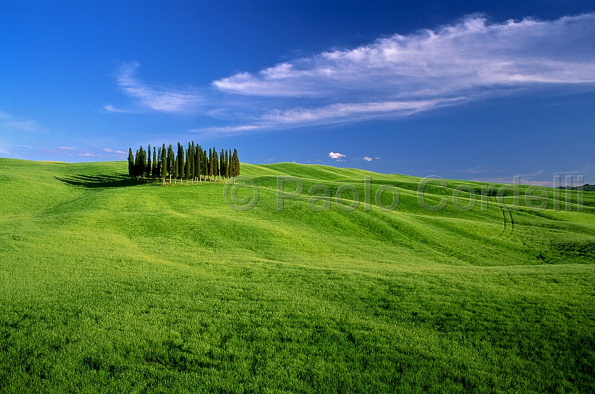 Cypress Hill, Tuscany, Italy
 (cod:Tuscany 02)